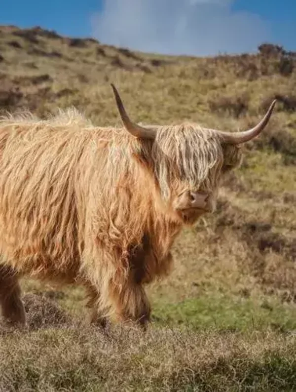 Tuinposter hooglander nr 213