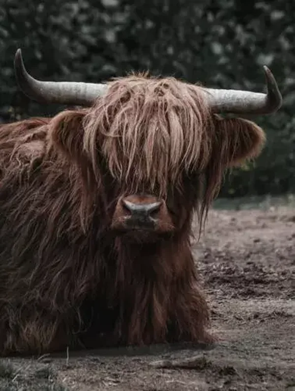 Wanddoek hooglander