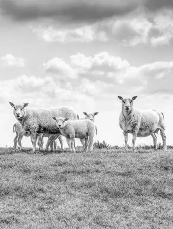 Wanddoek schapen