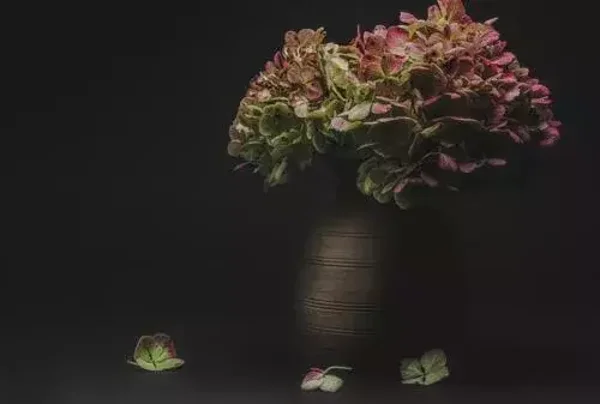 Spatscherm hortensia