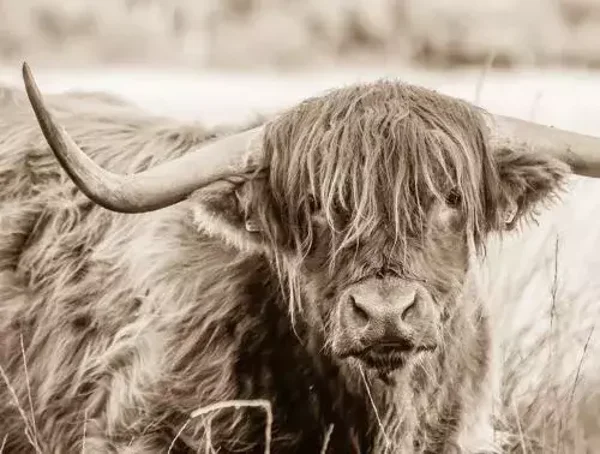 Tuinposter sepia schotse hooglander nr 45