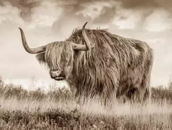 Tuinposter sepia schotse hooglander nr 140