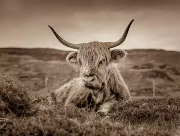 Tuinposter sepia liggende schotse hooglander nr 141