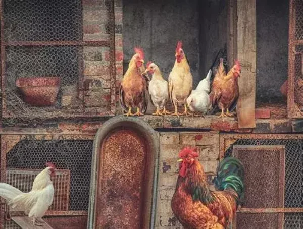 Tuinposter kippen nr 238