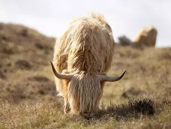 Tuinposter grazende hooglander nr 176