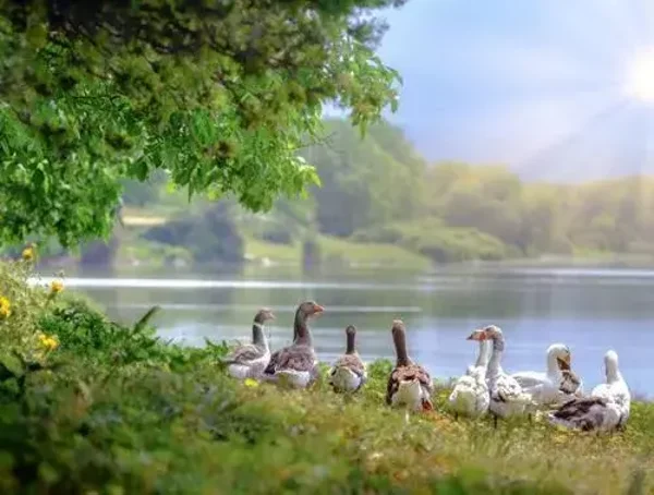 Tuinposter ganzen nr 240