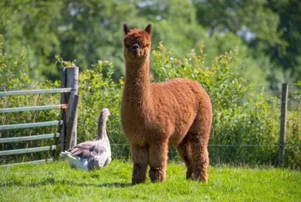 Plaid/ Fleecedeken nr101