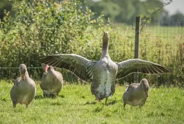 Plaid/ Fleecedeken nr100