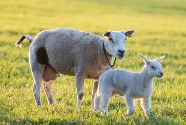 Plaid/ Fleecedeken nr94