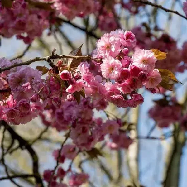 Tuinposter nr 106