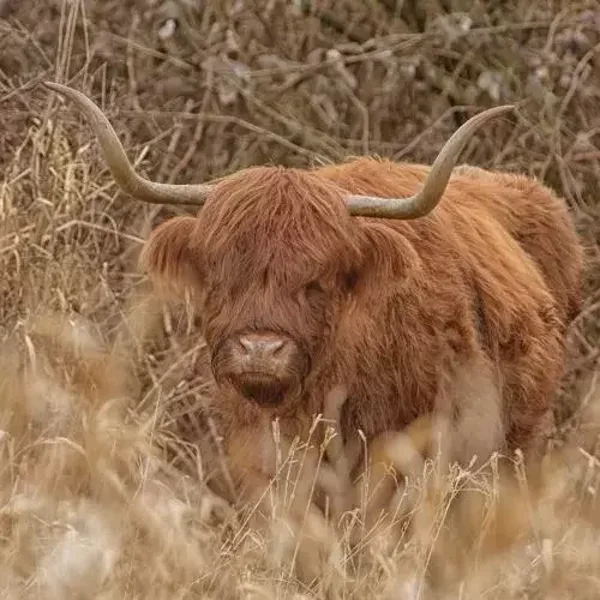 Schotse hooglander in het veld nr 52