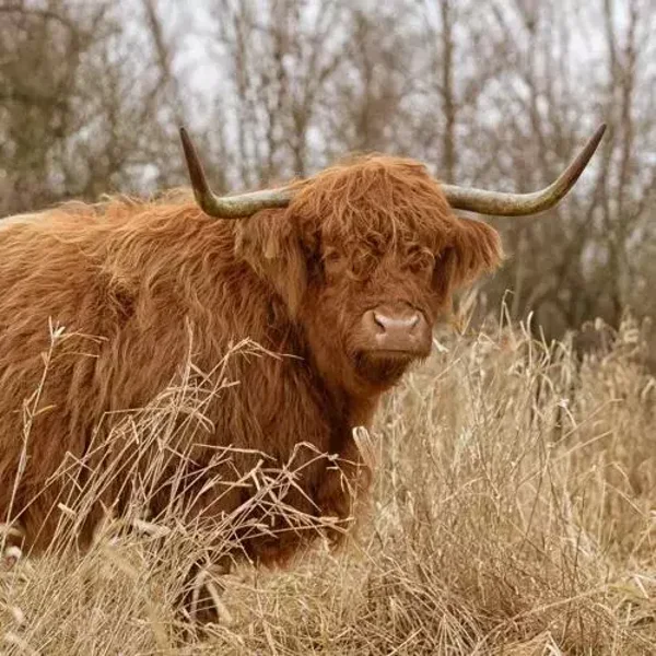 Schotse hooglander in het veld nr 48