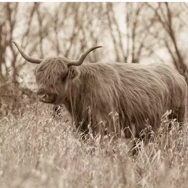 Sepia schotse hooglander in het veld nr 37