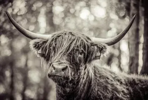 Plaid/ Fleecedeken nr 63