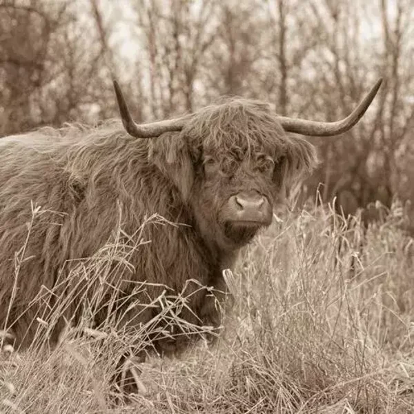 Sepia schotse hooglander in het veld nr 33