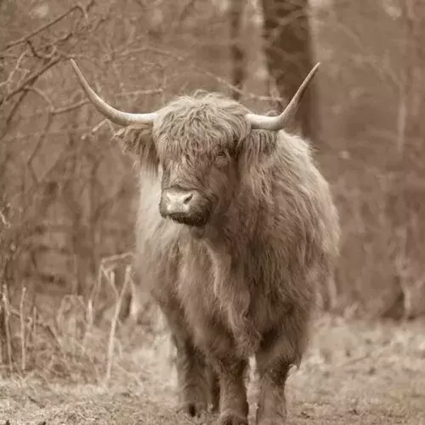 Sepia schotse hooglander in het veld nr 32
