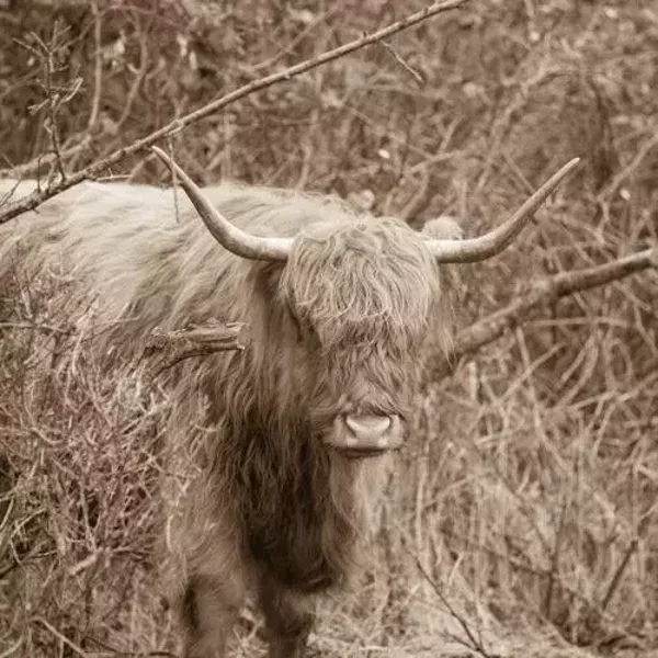 Sepia schotse hooglander in het veld nr 36