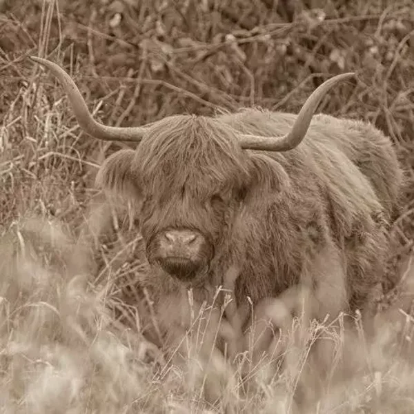 Sepia schotse hooglander in het veld nr 35
