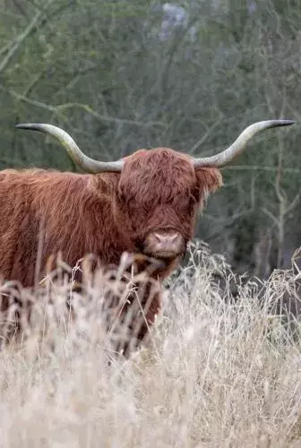 Schotse hooglander nr 34