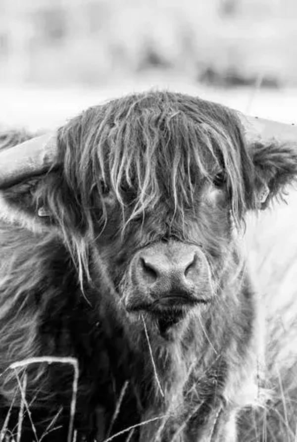 Kijkende schotse hooglander zwart/wit nr 19