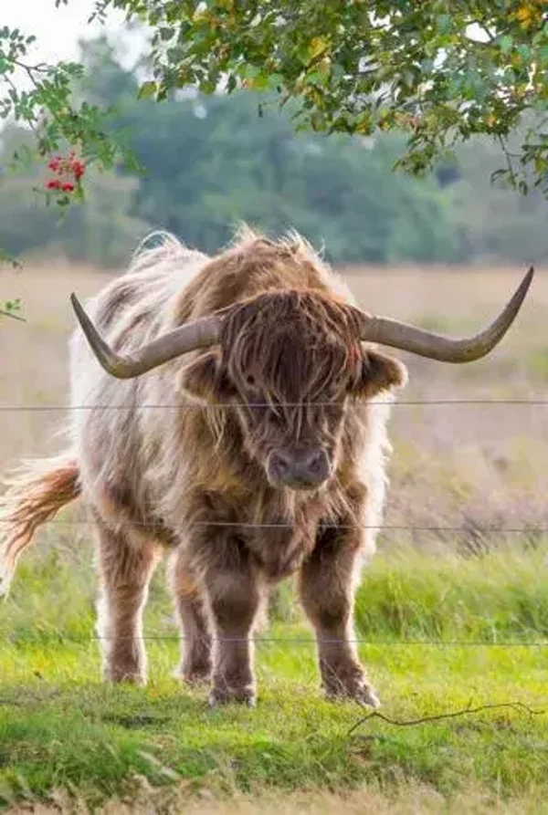 Schotse hooglander nr31
