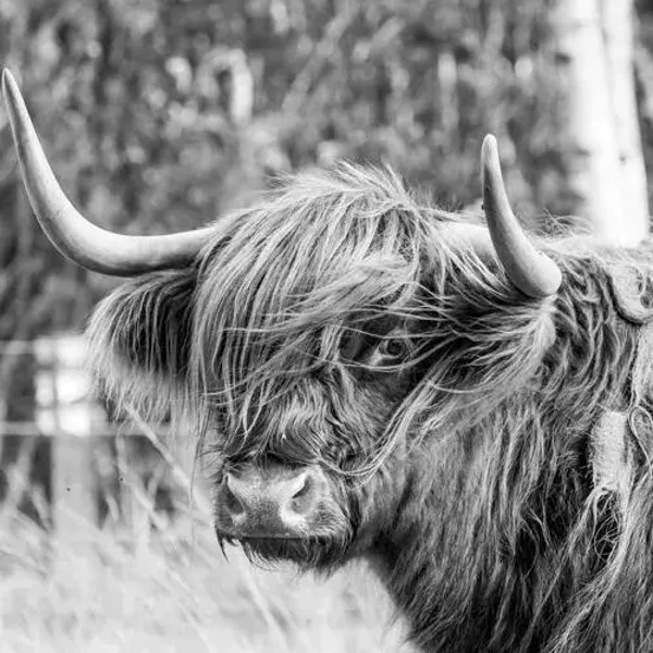 Wanddoek Schotse  hooglander nr 3