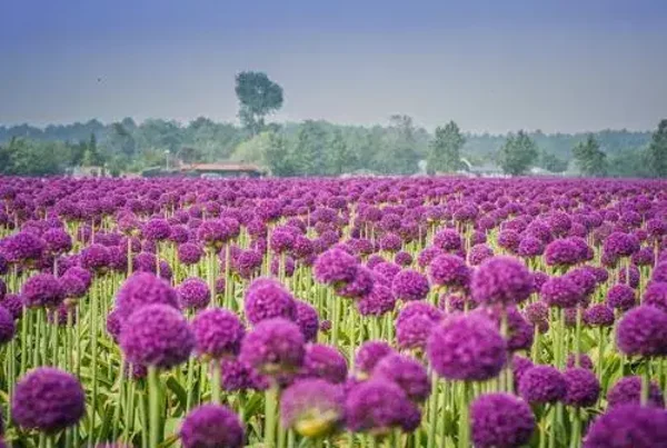 Paarse bloemen nr 35