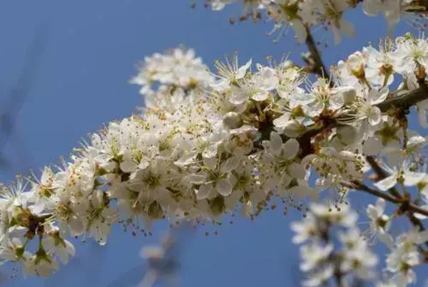 Natuur nr37