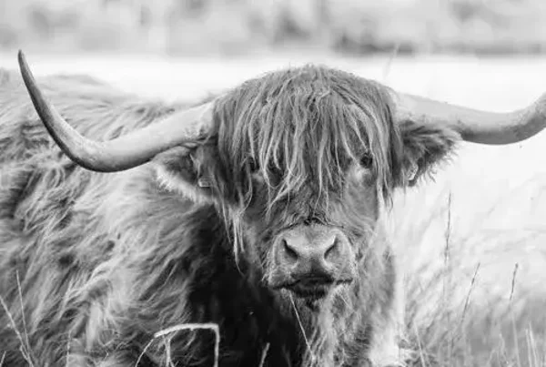 Schotse hooglander zwart/wit nr 44