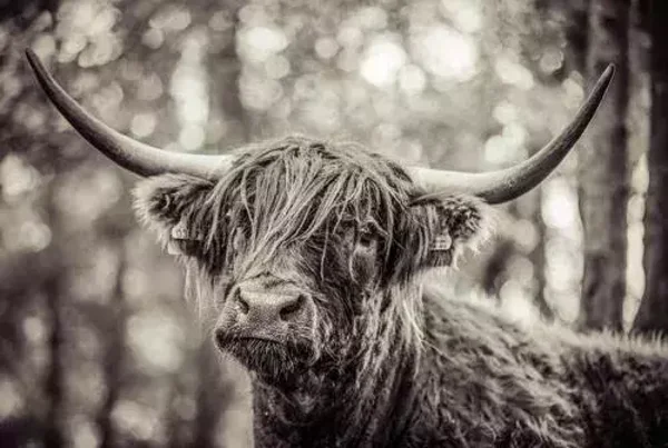 Schotse hooglander sepia nr 63