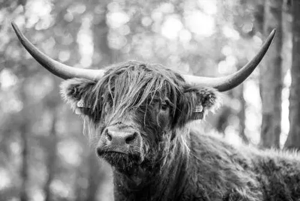 Schotse hooglander zwart/wit nr 64