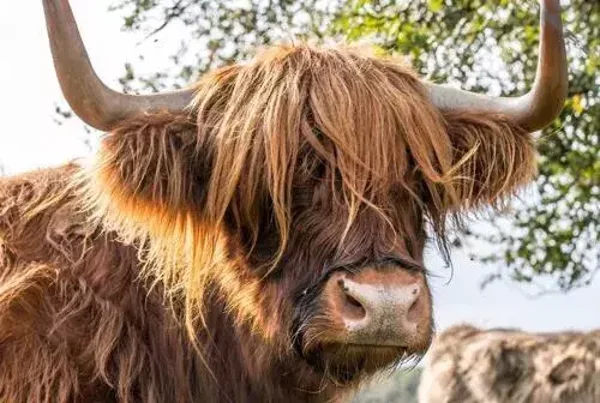 Schotse hooglander nr 83