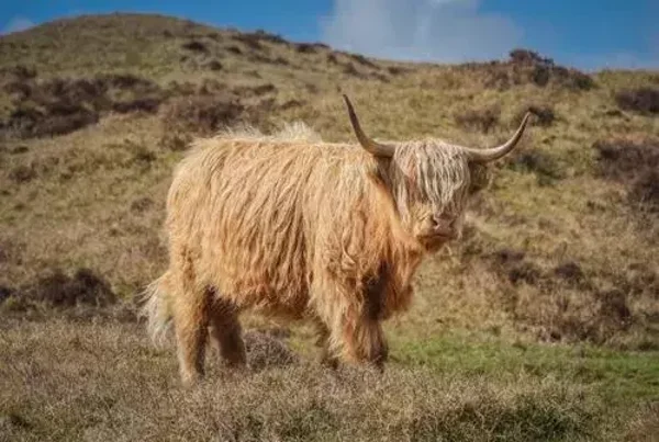 Schotse hooglander nr 109