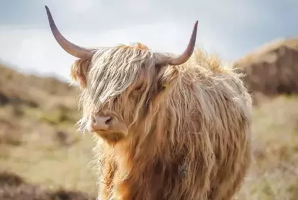Schotse hooglander nr 110