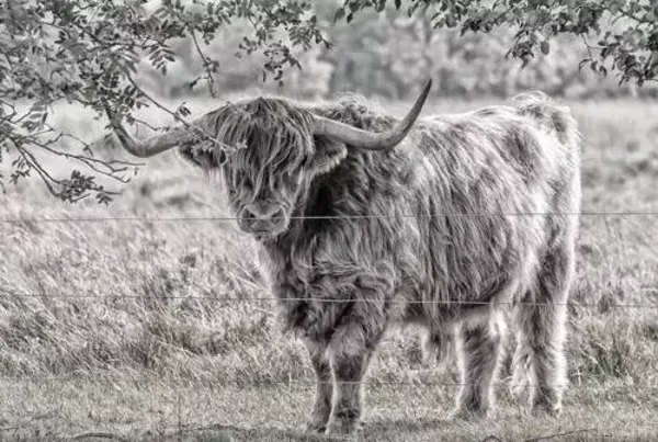 Schotse hooglander zwart/wit nr 66
