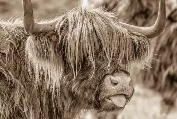 Schotse hooglander sepia steekt tong uit nr 70