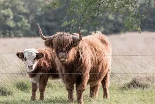 Plaid/ Fleecedeken nr103