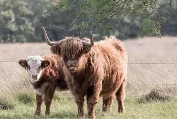 Schotse hooglander met jong