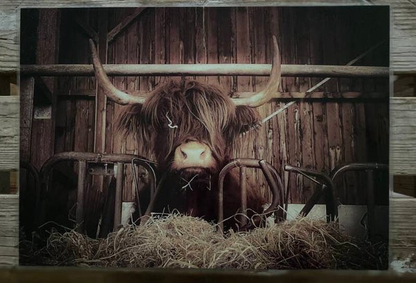 Placemat Schotse hooglander nr 170