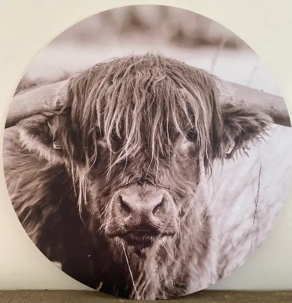 Sepia Schotse hooglander