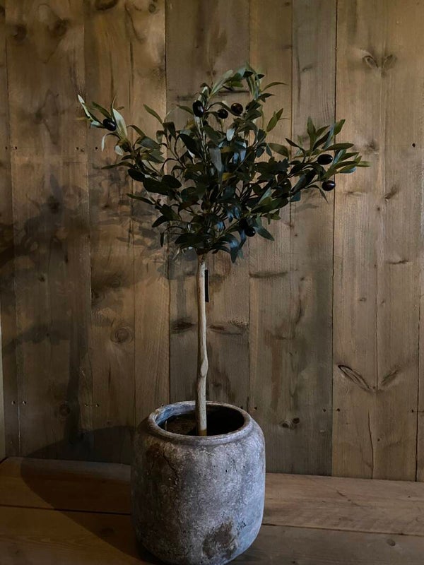 Olijfboompje 85 cm
