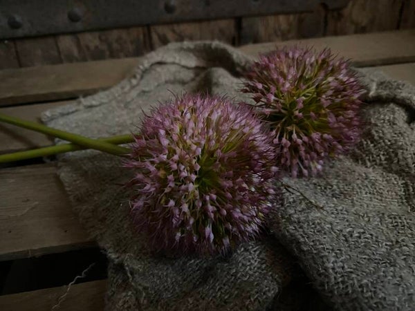 Allium oud roze