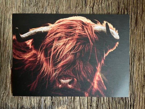 Poster Schotse hooglander nr 2