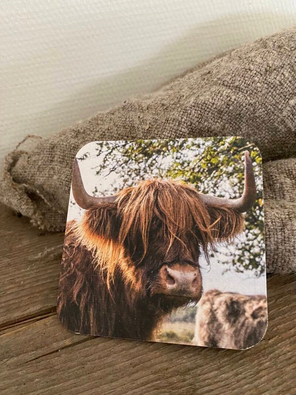 Schotse hooglander kijkt