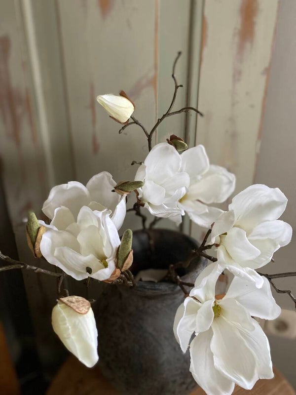 Magnolia wit