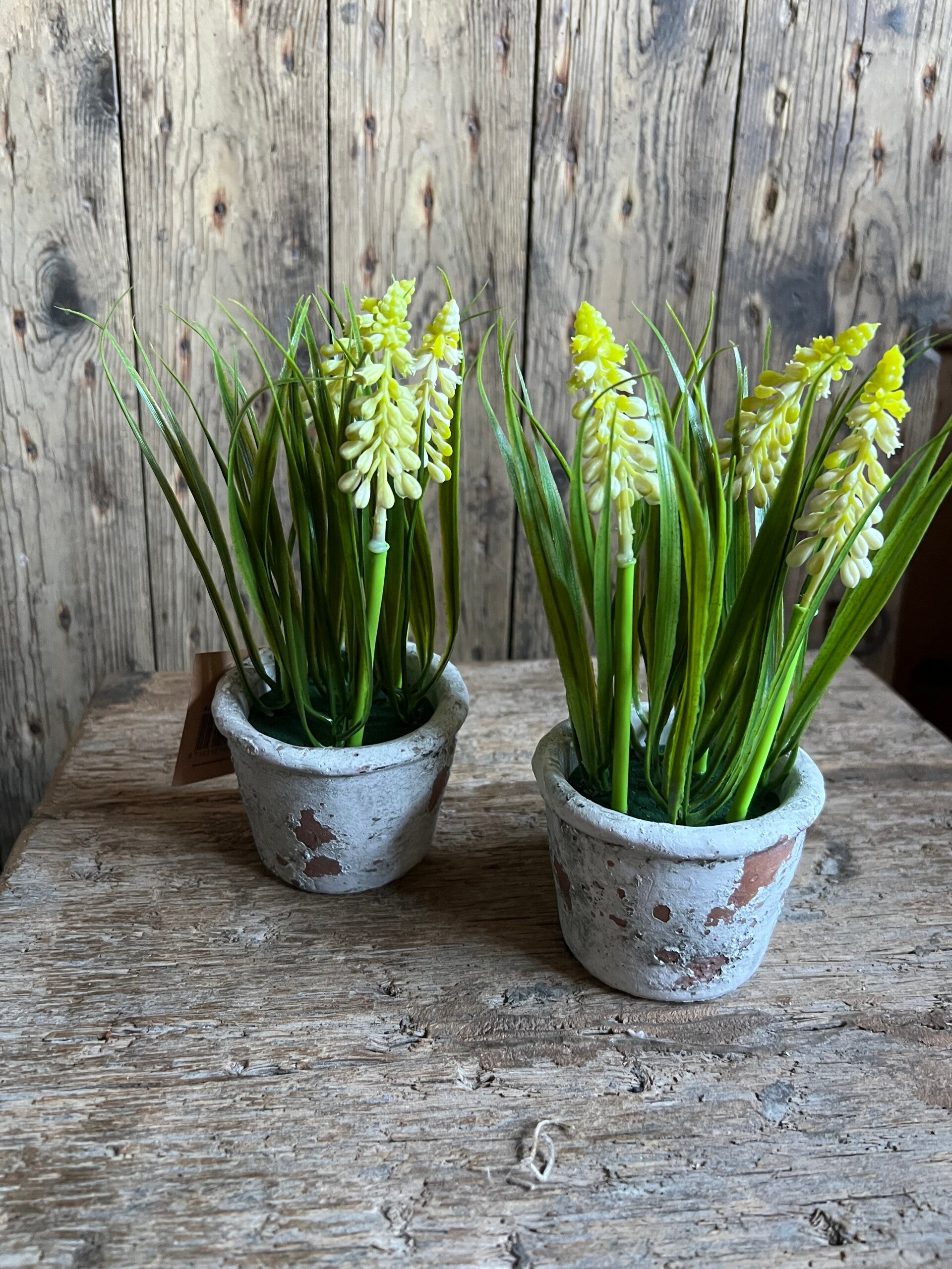 Potje met witte druifjes