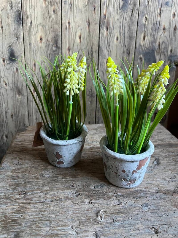 Potje met witte druifjes