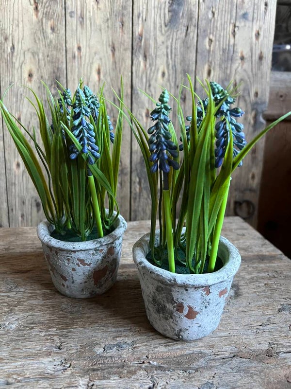 Potje met blauwe druifjes