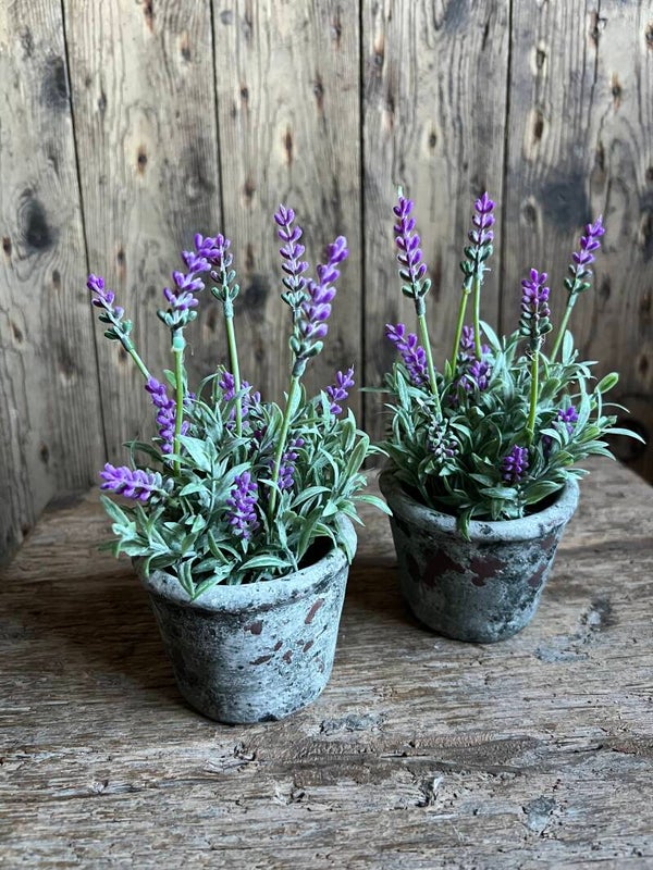 Potje met lavendel
