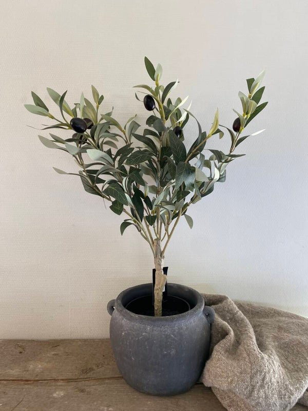 Olijfboompje 50cm